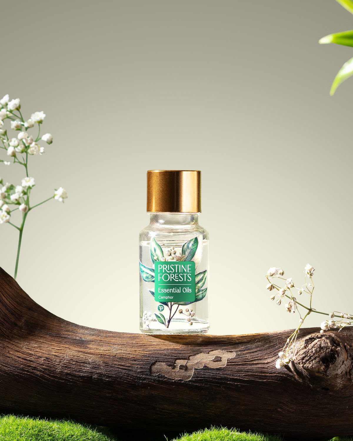 Camphor Essential Oil