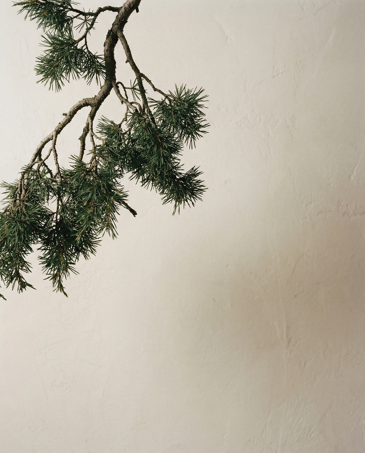 Among The Pines - Body Mist
