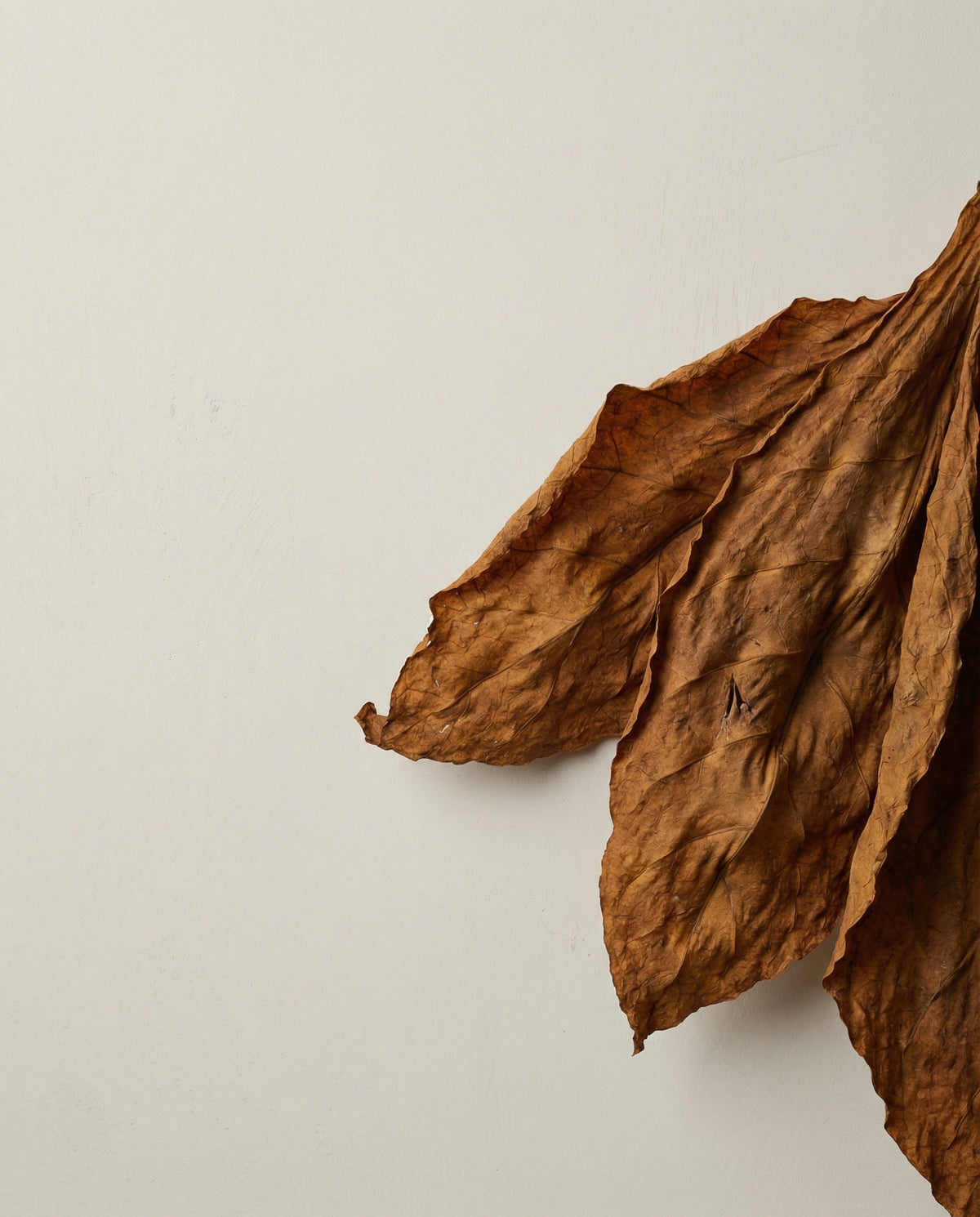 Old Fashioned  -  Body Oil