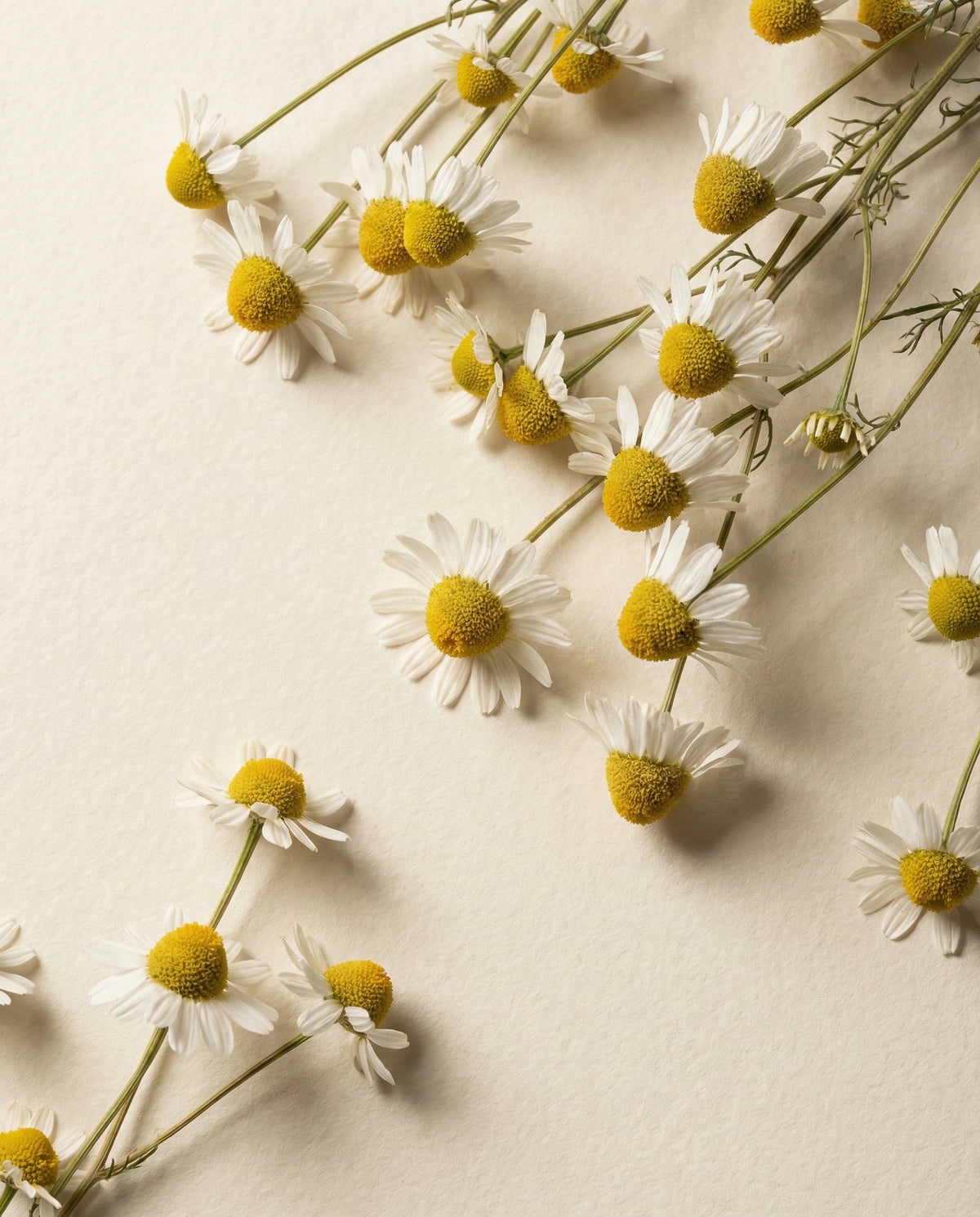 Chamomile Essential Oil