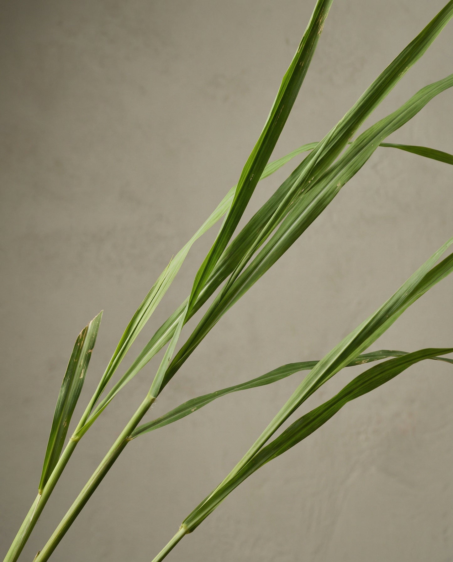 Citronella Essential Oil