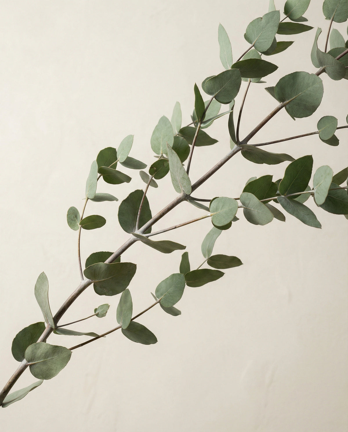 Eucalyptus Essential Oil