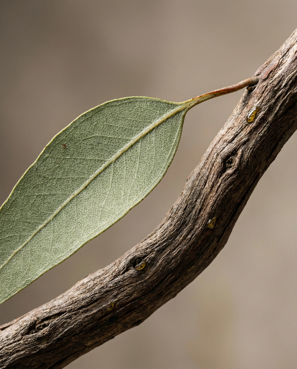 Eucalyptus Essential Oil