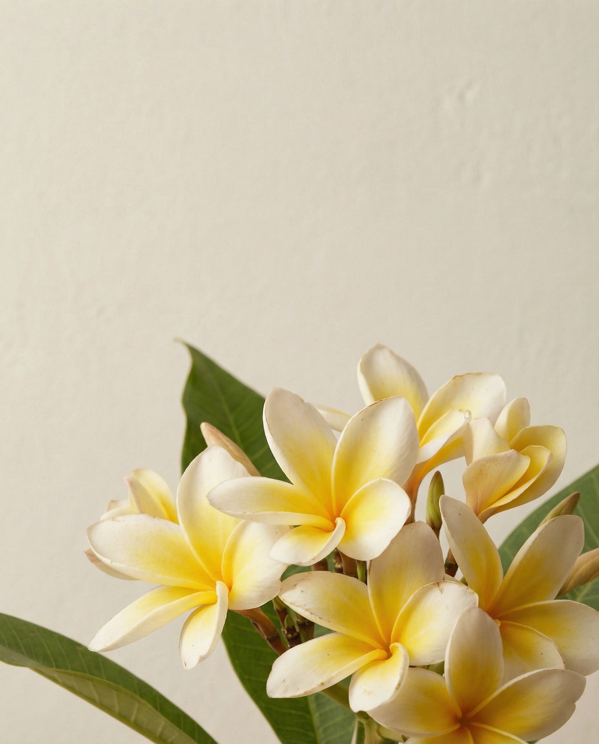 Frangipani Essential Oil