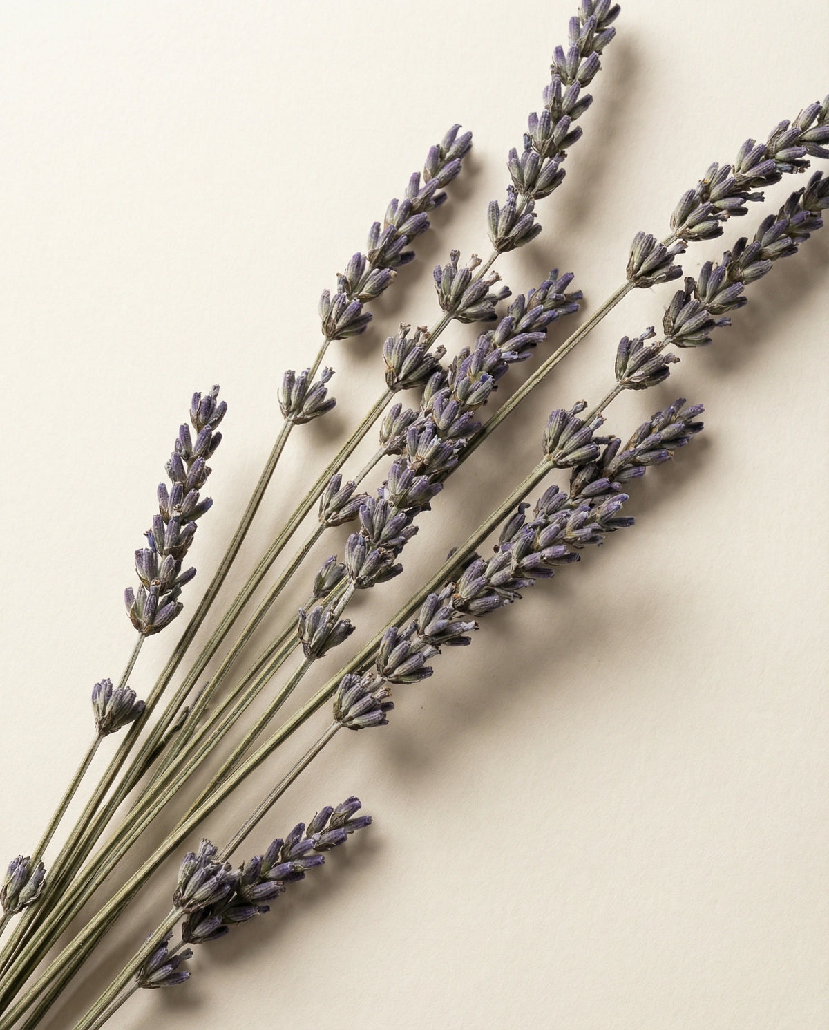 Lavender Essential Oil