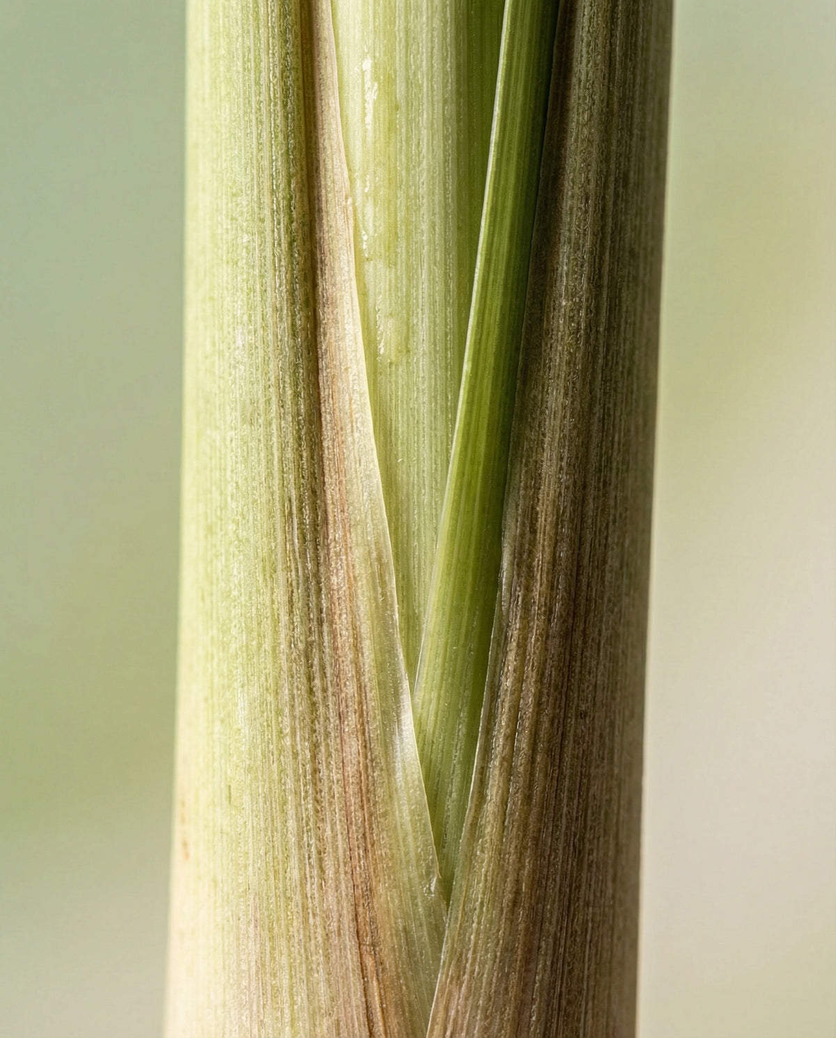 Lemongrass Essential Oil