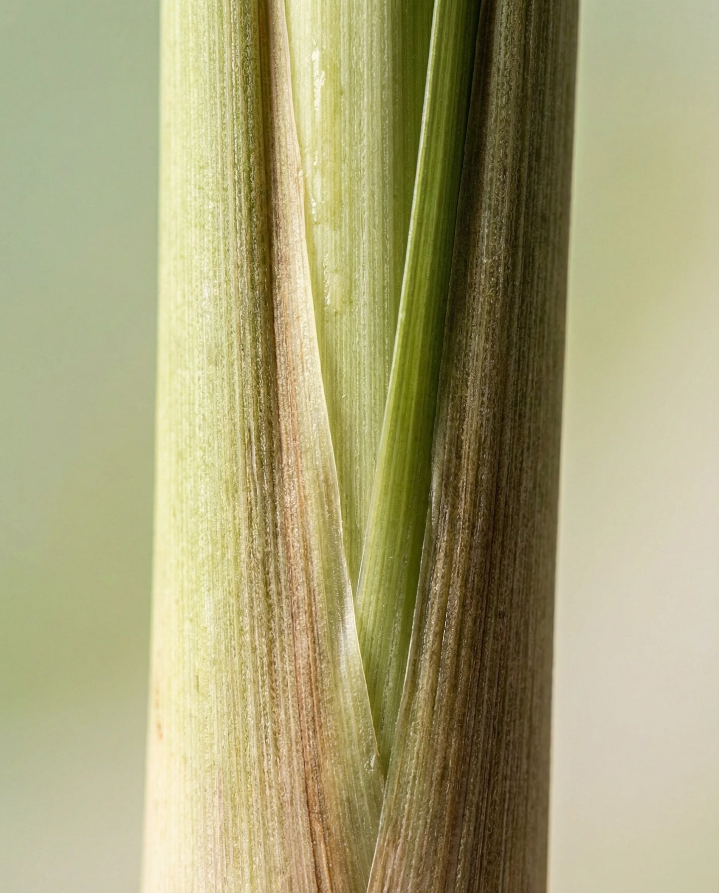Lemongrass Essential Oil