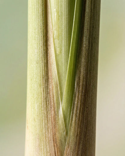 Lemongrass Essential Oil