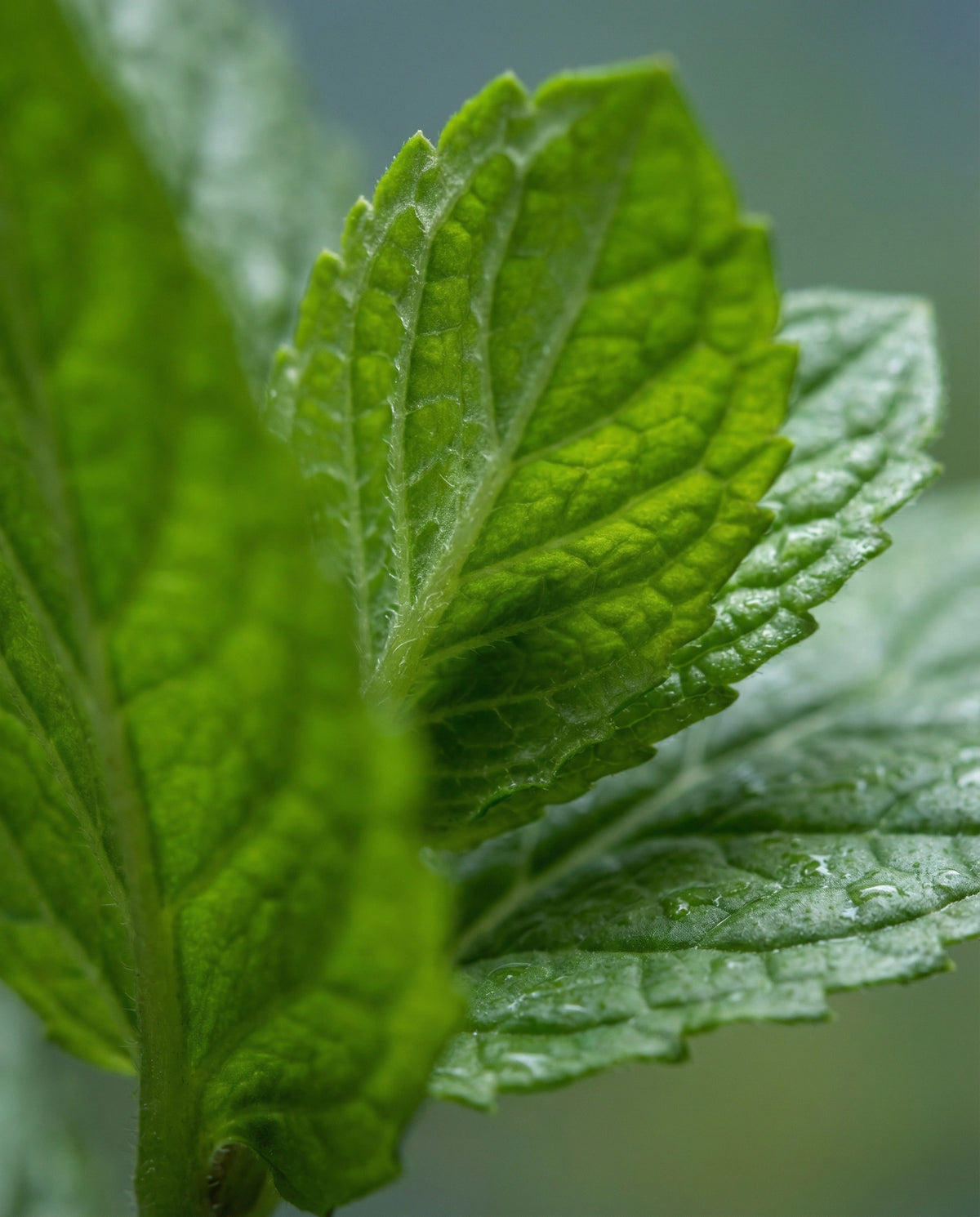 Peppermint Essential Oil