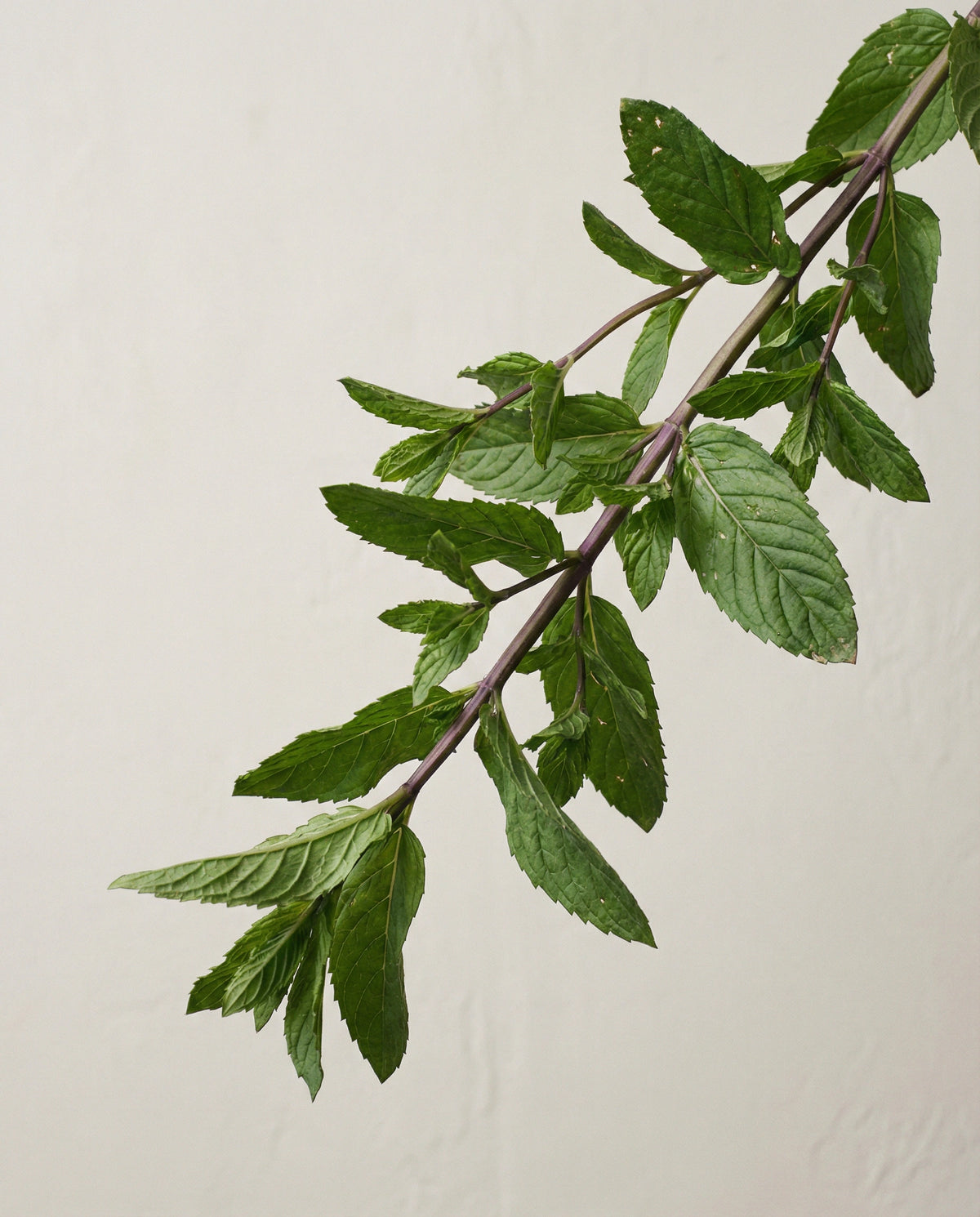 Peppermint Essential Oil