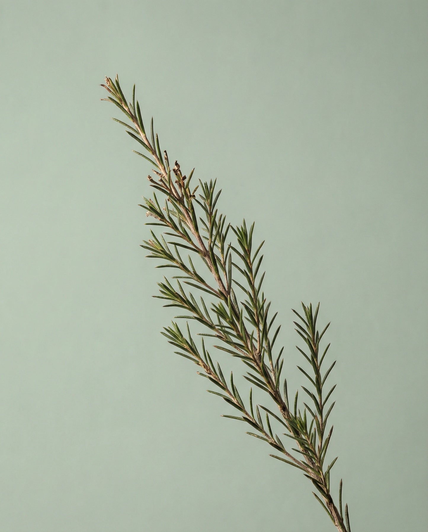 Tea Tree Essential Oil