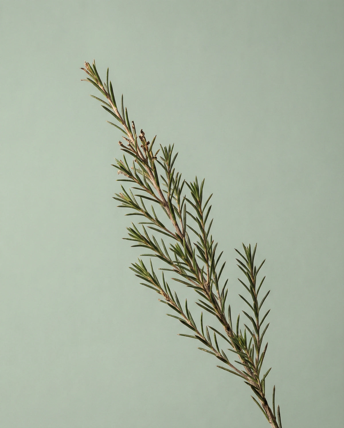 Tea Tree Essential Oil