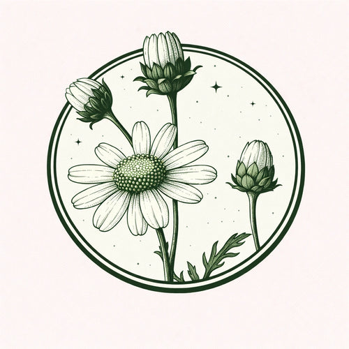 Green Chamomile