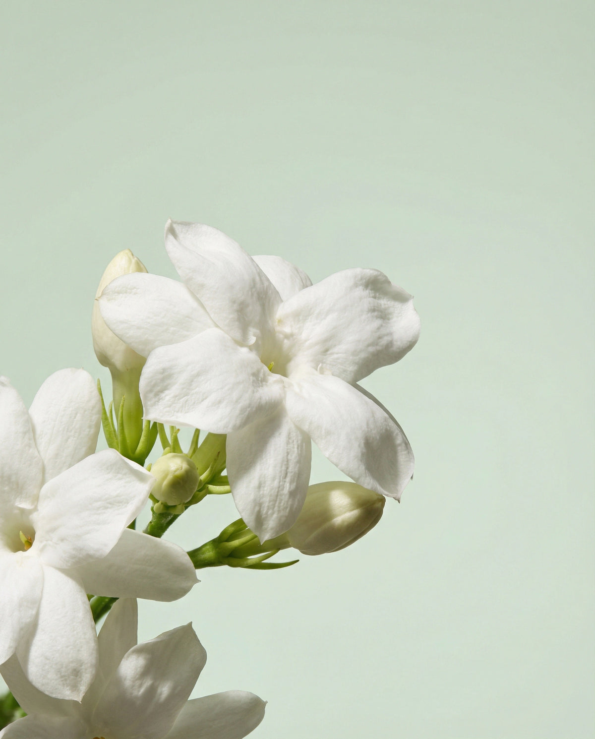 In Dew Time - Face Mist