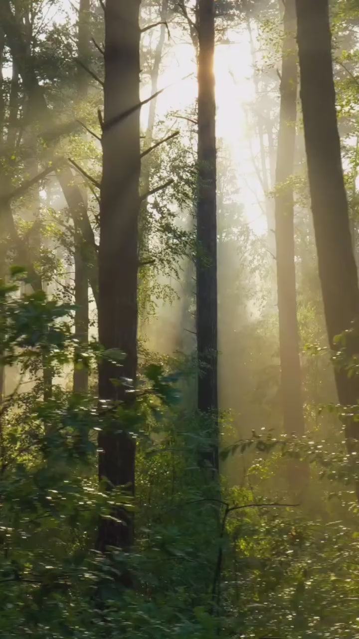 Sunlit forest interior forming the moving background of the Pristine Forests About Us hero