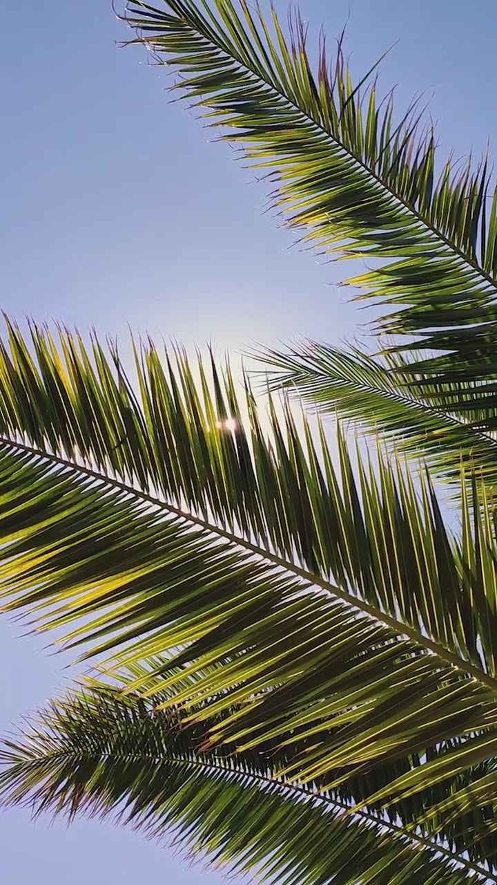 Tropical Holiday product video, clip 1 of 1
