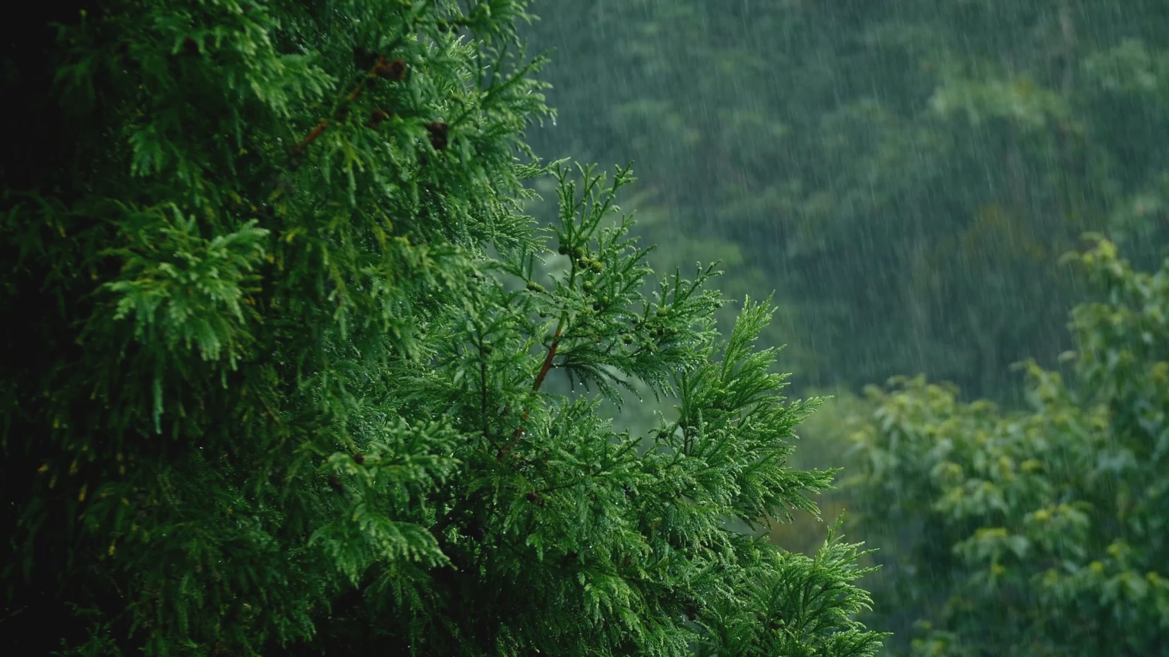 Rain falling over a lush green forest in the Pristine Forests desktop signup side panel